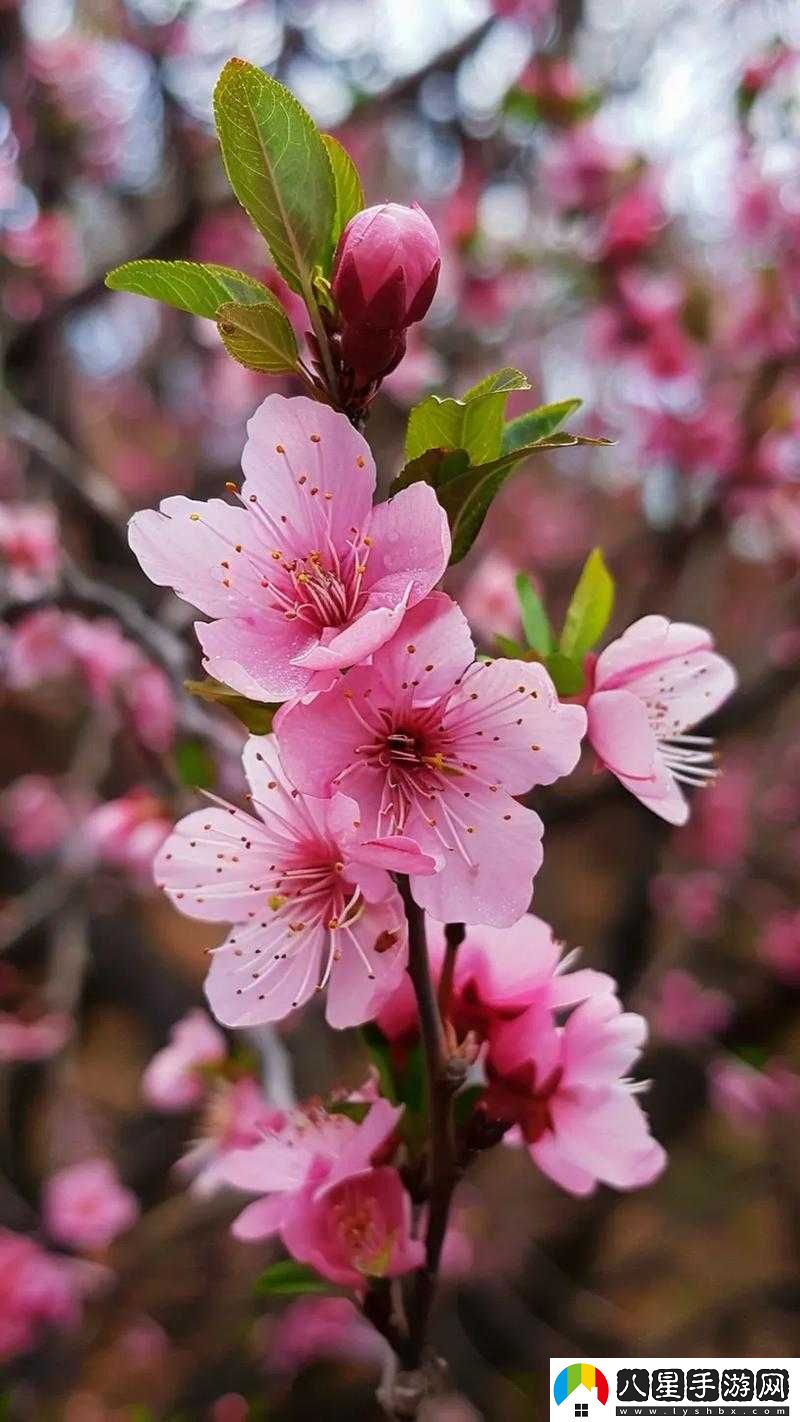國(guó)色天香桃花朵朵開