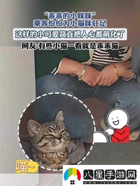 萌寵新紀(jì)元！小貓咪大城市2024年攜中文版登陸XGP