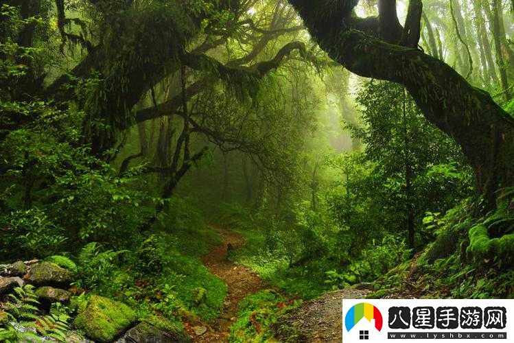 走進(jìn)你的森林，探尋神秘自然