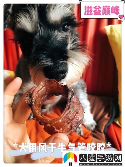 美國人與動物膠配方大全圖片