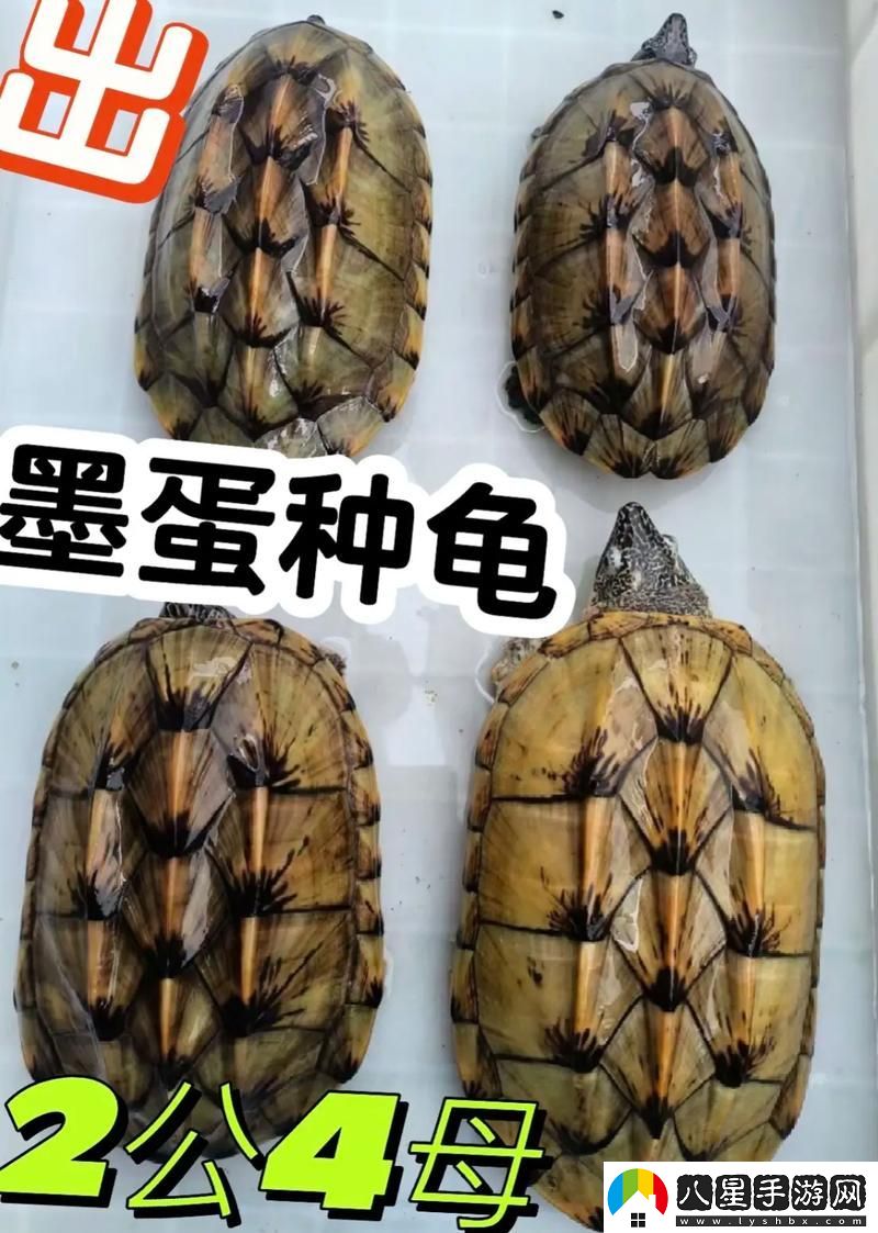 當公翁大龜挺進我的小世界