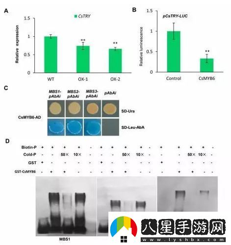 探索雜交BUCSM人類SSBA的科學意義與未來發(fā)展