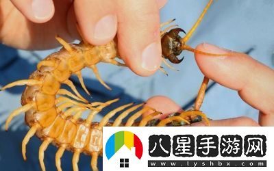 智慧再現(xiàn)！沙漠蜈蚣的必勝打法