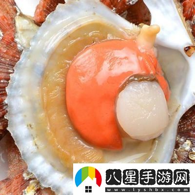 看看我的小扇貝